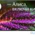Телевизор Digma DM-LED43UBB31 43" LED 4K Ultra HD