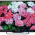 Телевизор Polarline 24PL51TC-SM 24" LED HD Ready